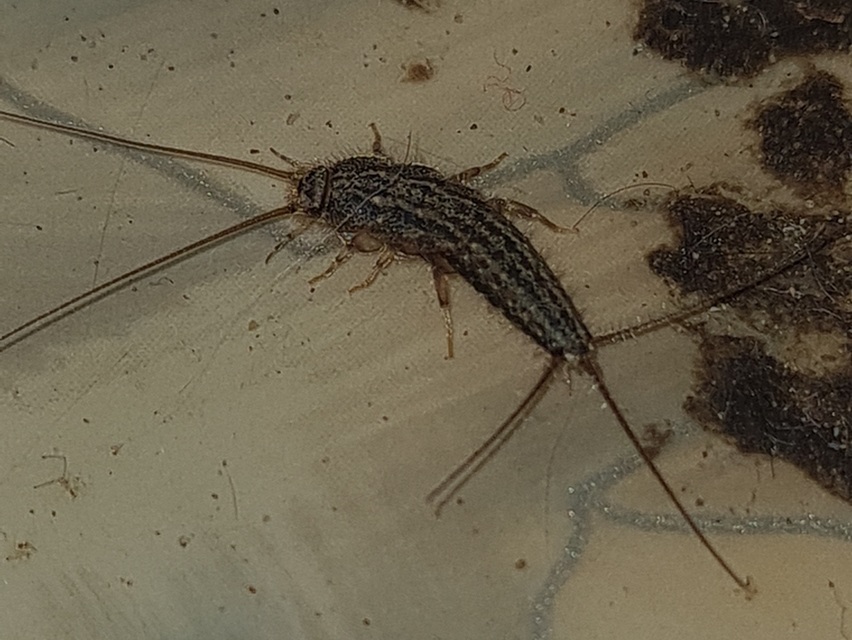 Zygentoma - Pikkelykék