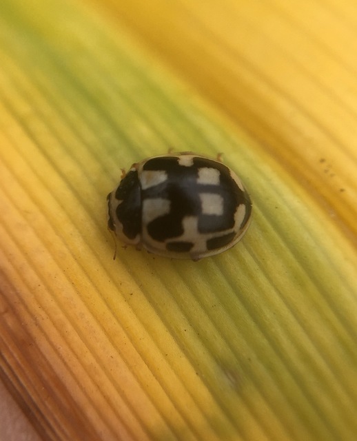 Propylea quatuordecimpunctata - tizennégypettyes füsskata
