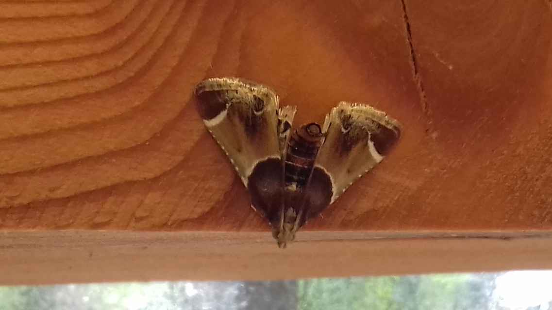 Pyralis farinalis - lisztilonca