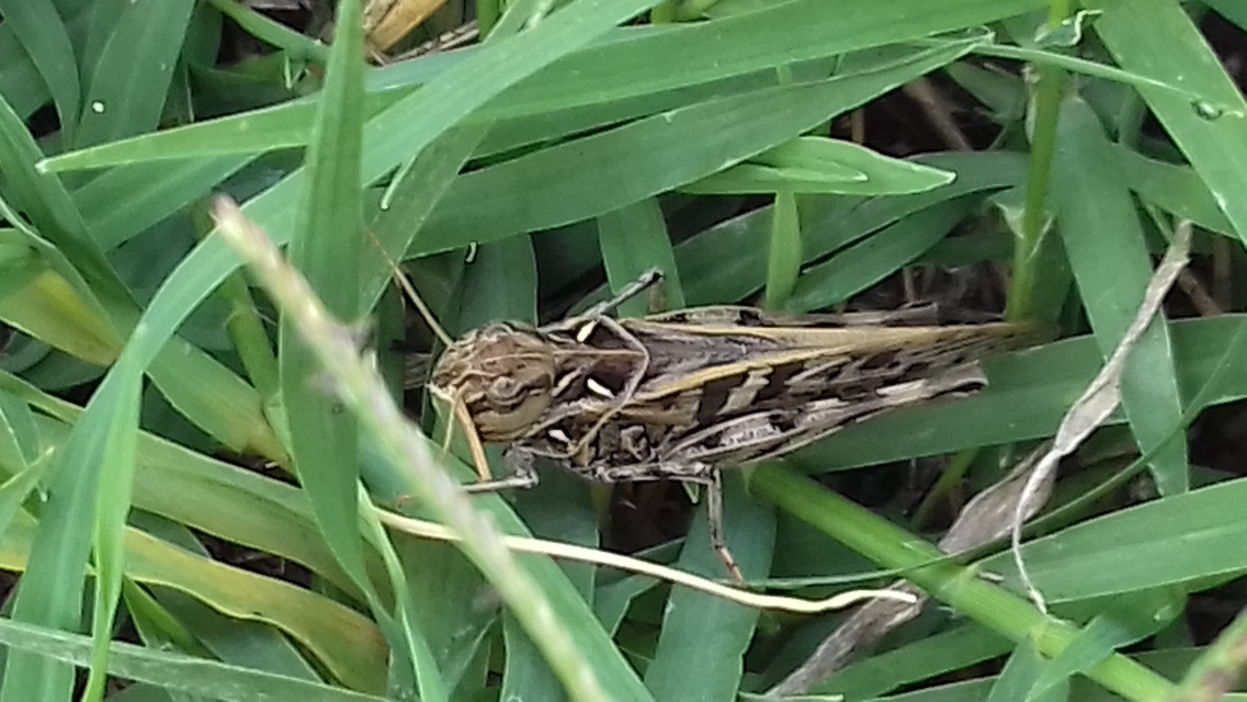 Oedaleus decorus - szalagos sáska