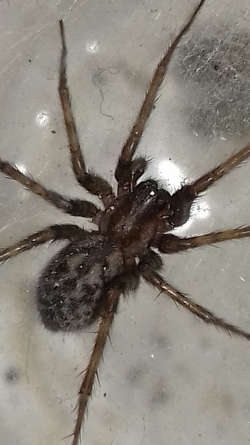 Tegenaria domestica - házi zugpók