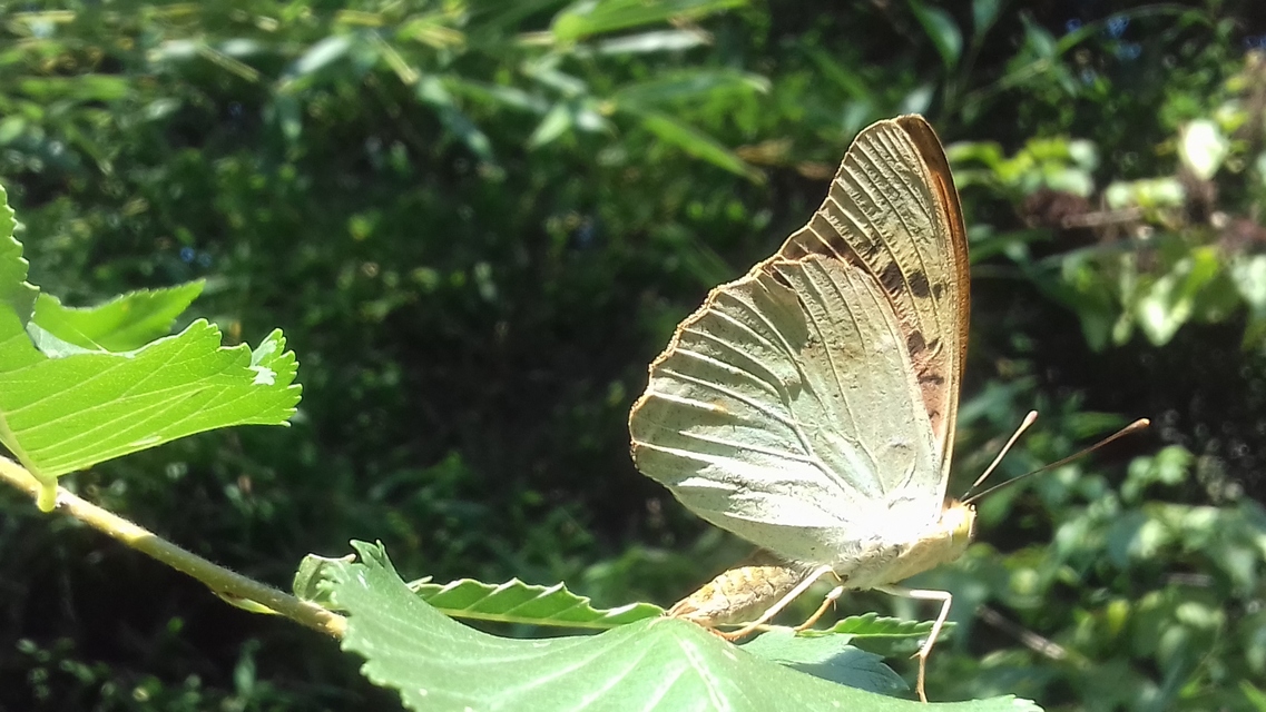 Argynnis pandora - zöldes gyöngyházlepke