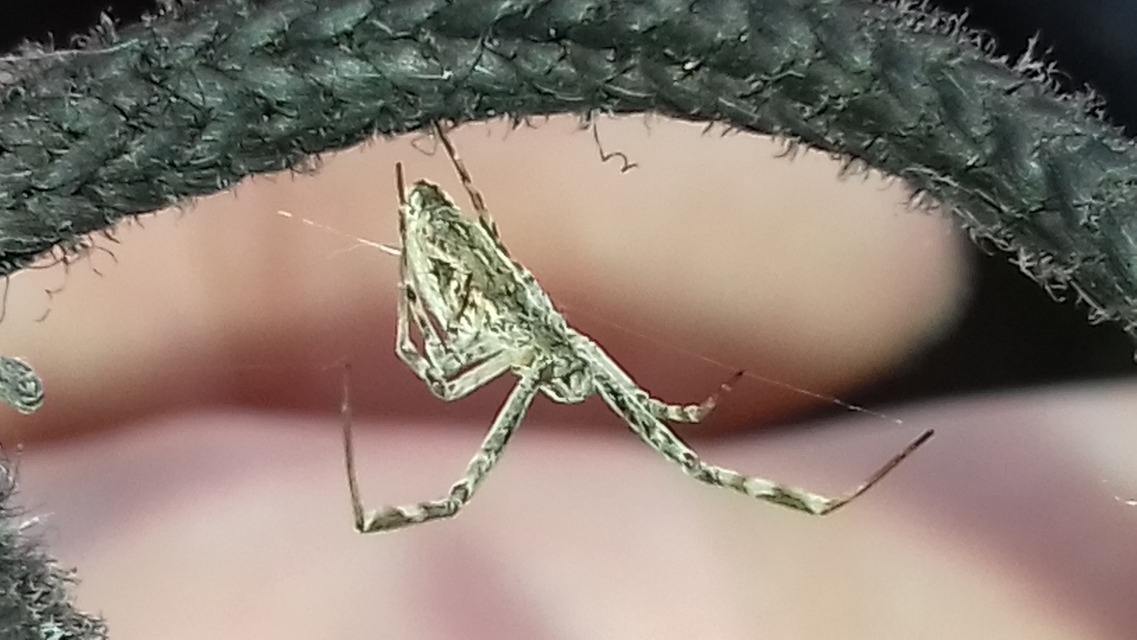 Uloborus walckenaerius - derespók