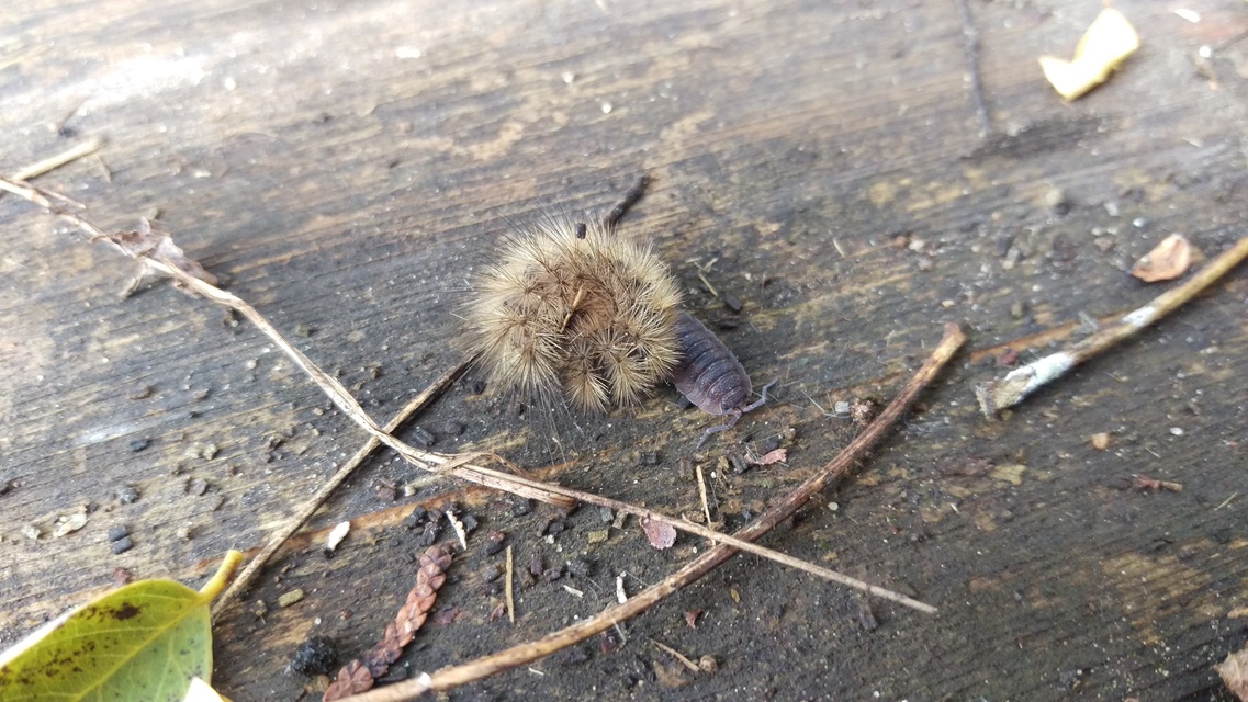 Porcellio scaber - érdes pinceászka
