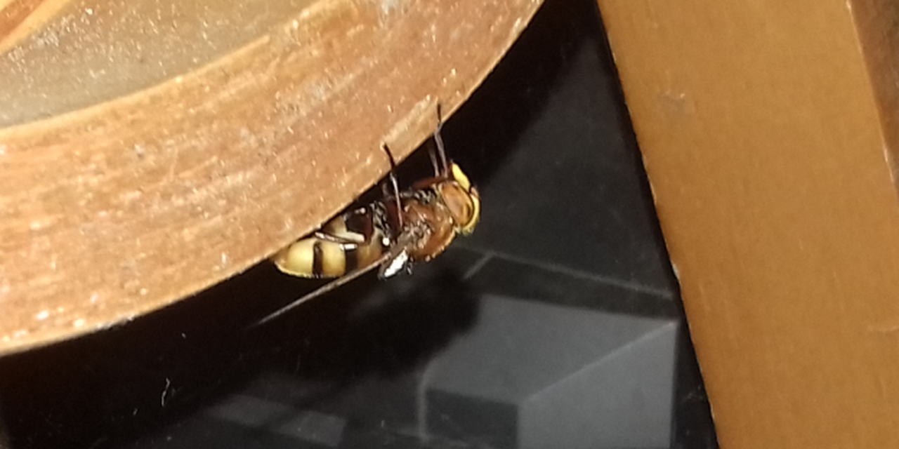 Volucella zonaria - kétöves pihelégy