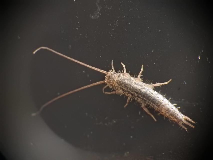 Zygentoma - Pikkelykék