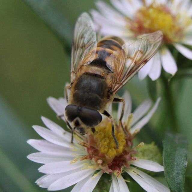 Eristalis tenax - közönséges herelégy