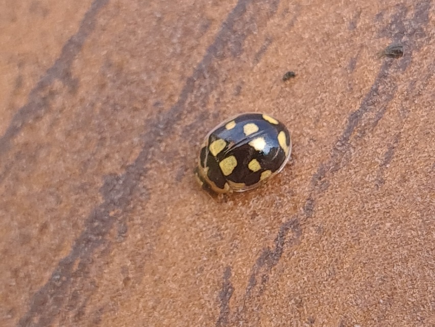 Propylea quatuordecimpunctata - tizennégypettyes füsskata