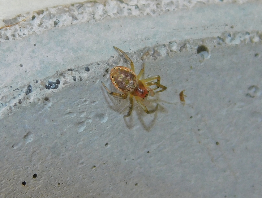 Araniella