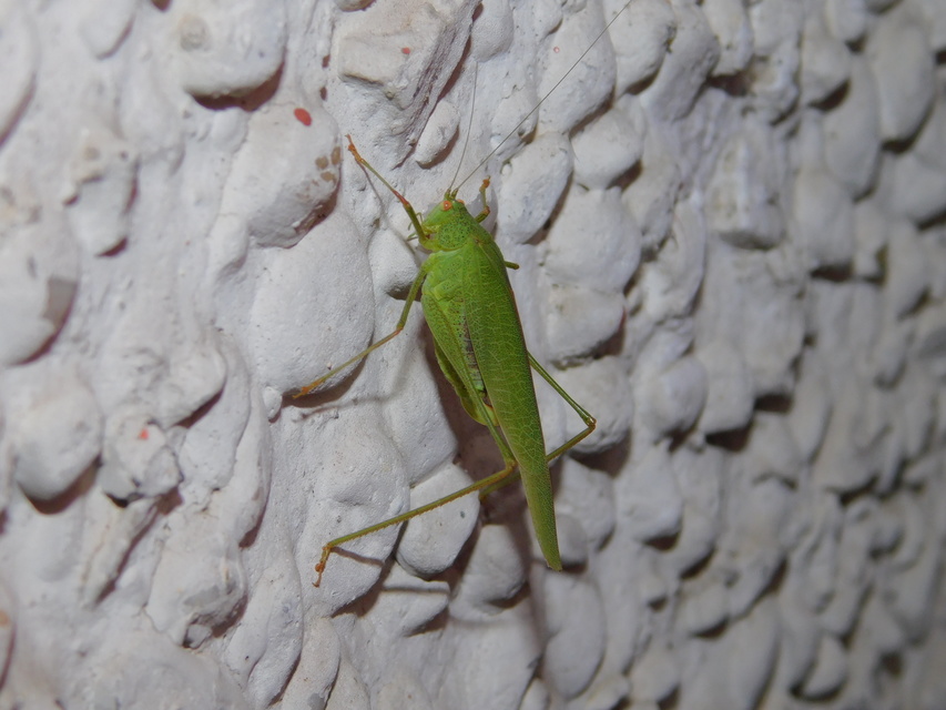 Phaneroptera nana - pontozott repülőszöcske