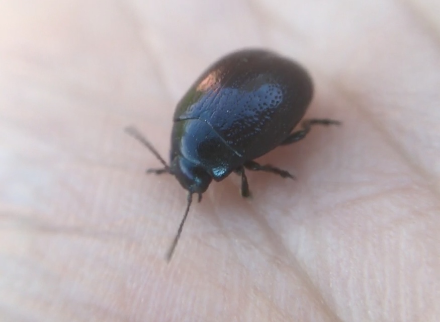 Chrysolina haemoptera - mezei levélbogár