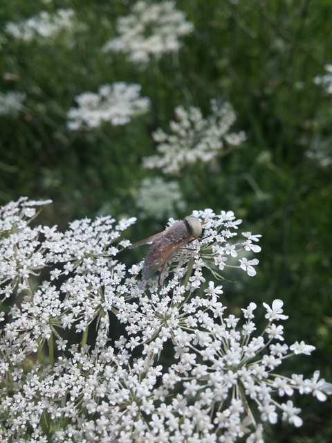 Tabanidae - böglyök