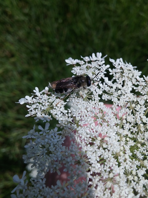 Stratiomys longicornis - hosszúcsápú katonalégy