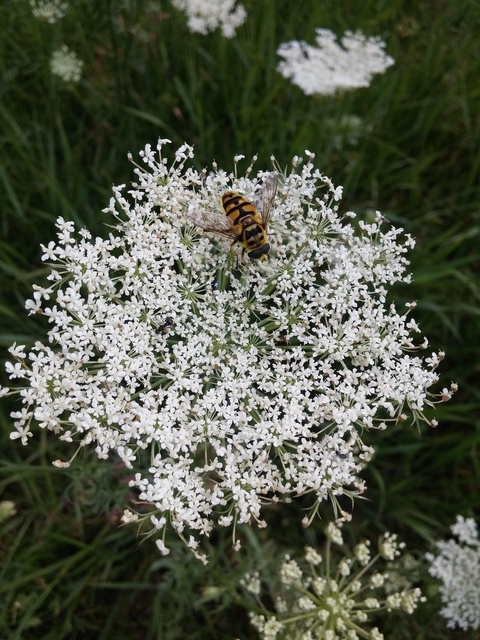 Myathropa florea - halálfejes odúlégy
