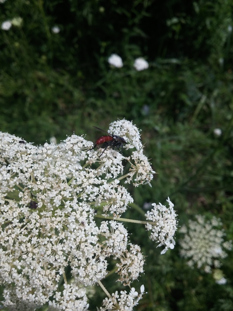 Cylindromyia bicolor