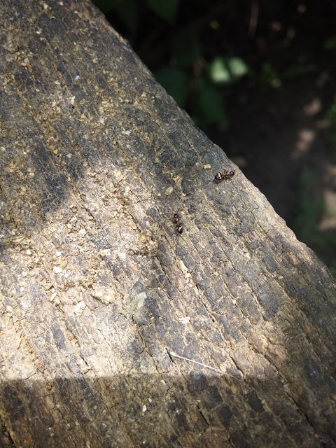 Dolichoderus quadripunctatus - négypettyes erdeihangya
