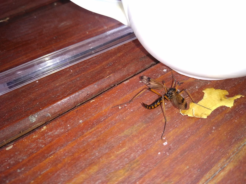 Dictenidia bimaculata
