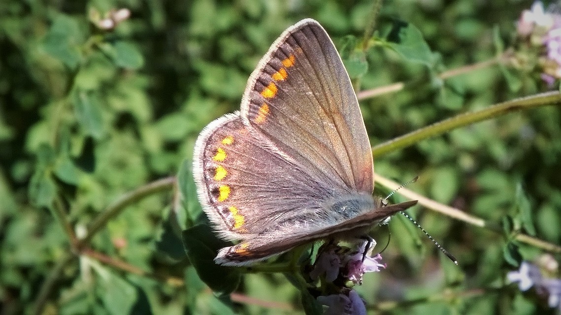 Polyommatus icarus - közönséges boglárka