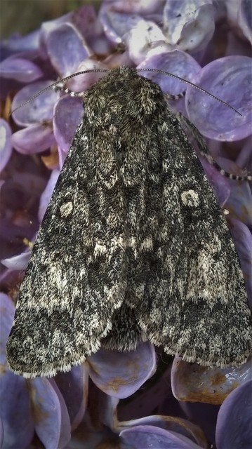 Acronicta megacephala - nagyfejű szigonyosbagoly