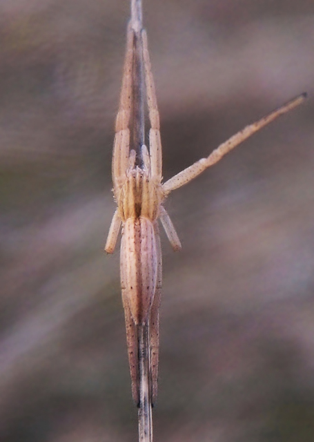 Tibellus