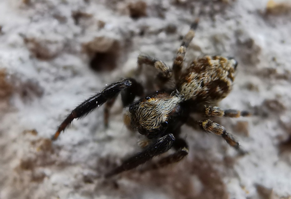 Pseudeuophrys lanigera - szobai ugrópók