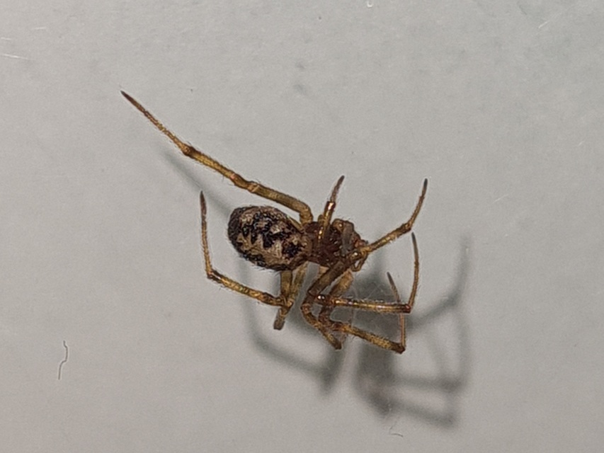 Steatoda triangulosa - háromszöges faggyúpók