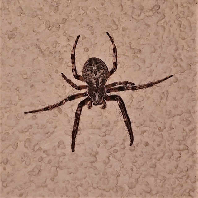 Larinioides ixobolus - ereszalji keresztespók