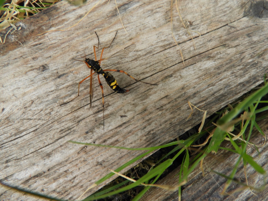 Ctenophora festiva
