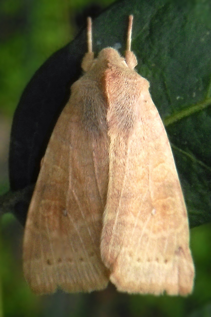 Cirrhia ocellaris - fakó sárgabagoly