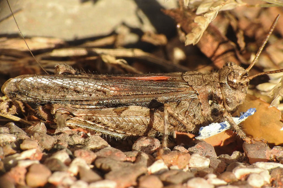 Acrotylus insubricus - önbeásósáska