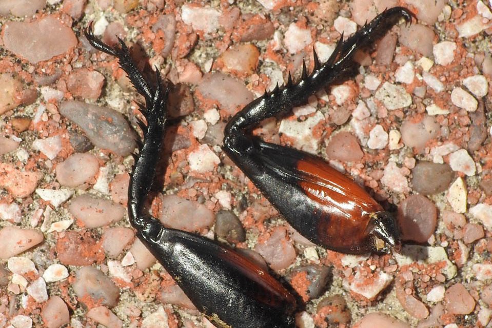 Gryllus campestris - mezei tücsök