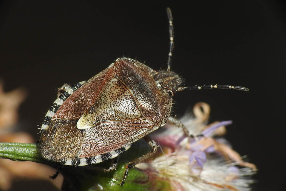 Dolycoris baccarum - közönséges bogyómászó-poloska Dolycoris baccarum - közönséges bogyómászó-poloska