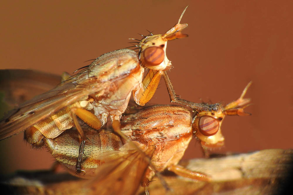 Sciomyzidae - szarvaslégyfélék