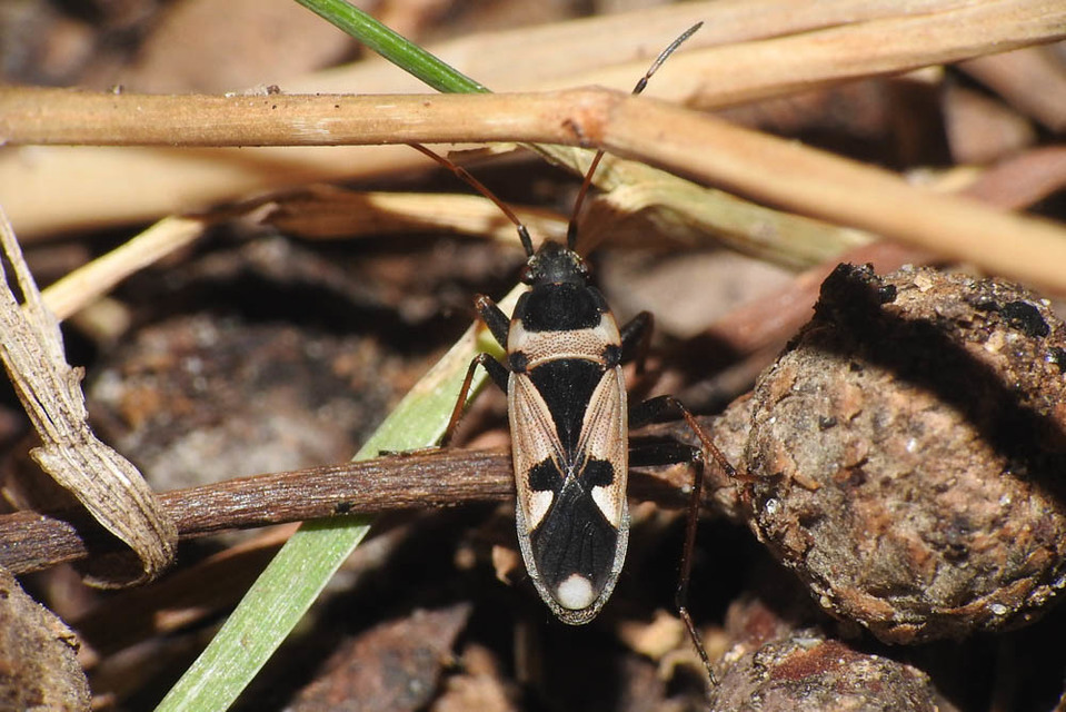 Raglius confusus