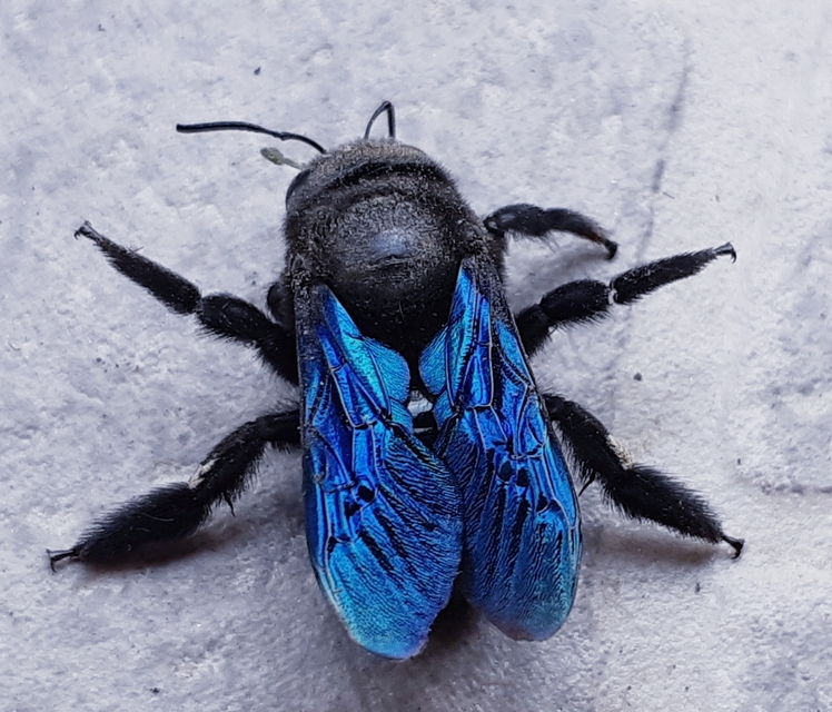 Xylocopa valga - gyakori fadongó
