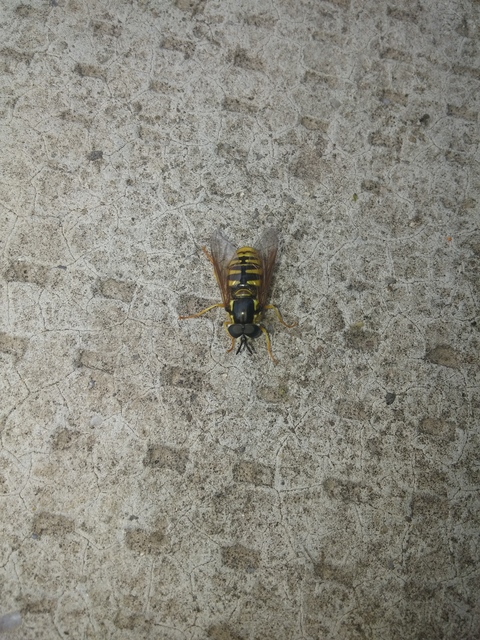 Chrysotoxum