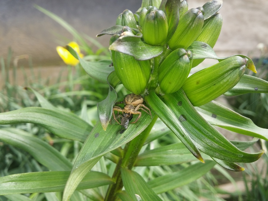 Xysticus kochi/cristatus