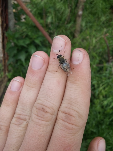 Stratiomys longicornis - hosszúcsápú katonalégy