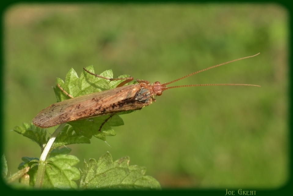 Trichoptera - Tegzesek