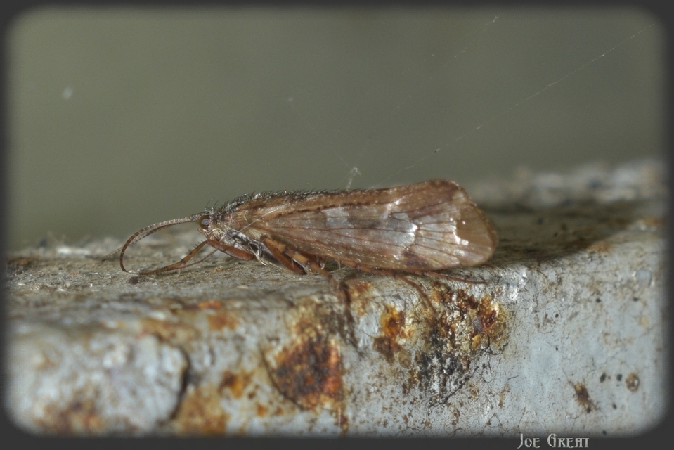 Trichoptera - Tegzesek