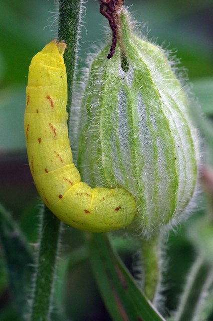 Lacanobia contigua - hamuszürke kertibagoly
