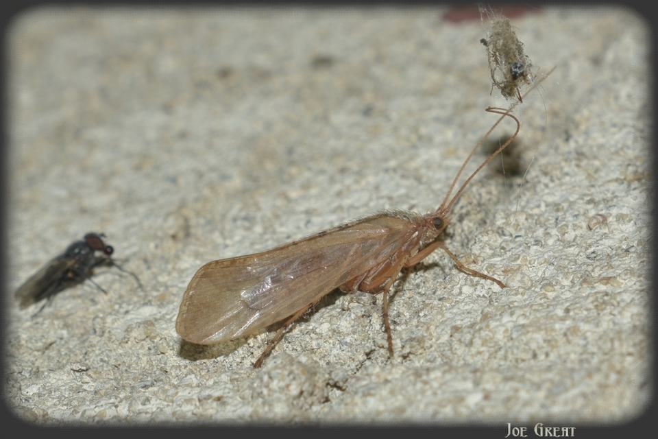 Trichoptera - Tegzesek