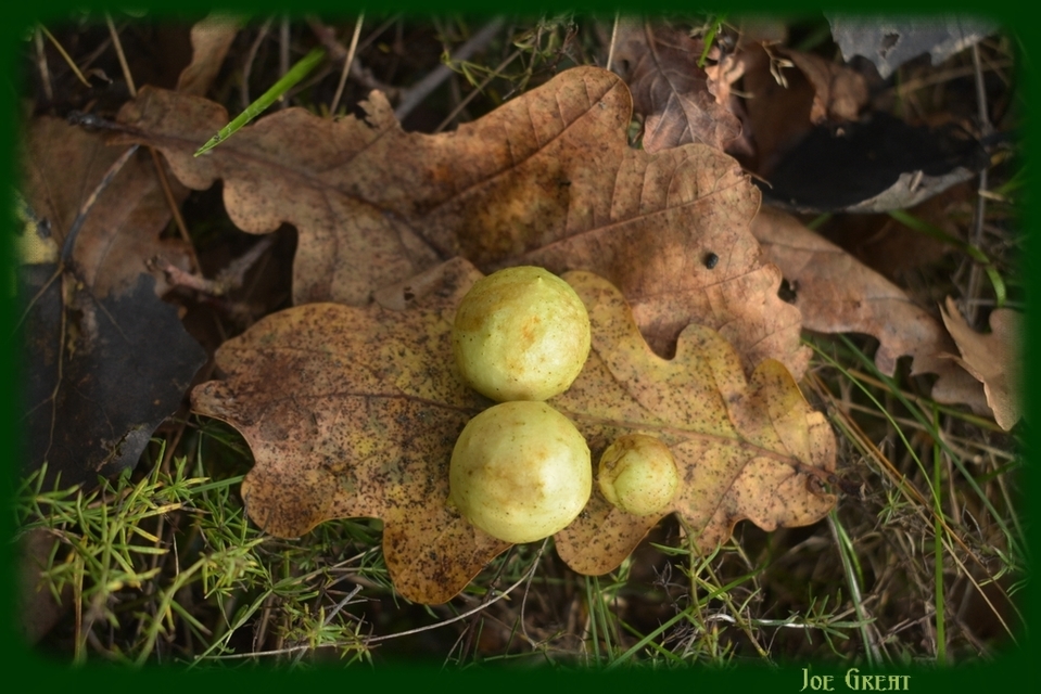Hymenoptera - Hártyásszárnyúak