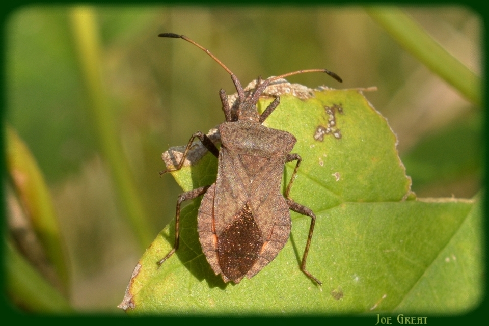 Coreus marginatus - közönséges karimáspoloska