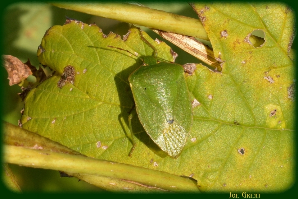 Nezara viridula - zöld vándorpoloska
