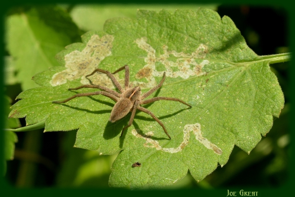 Pisaura mirabilis - csodáspók