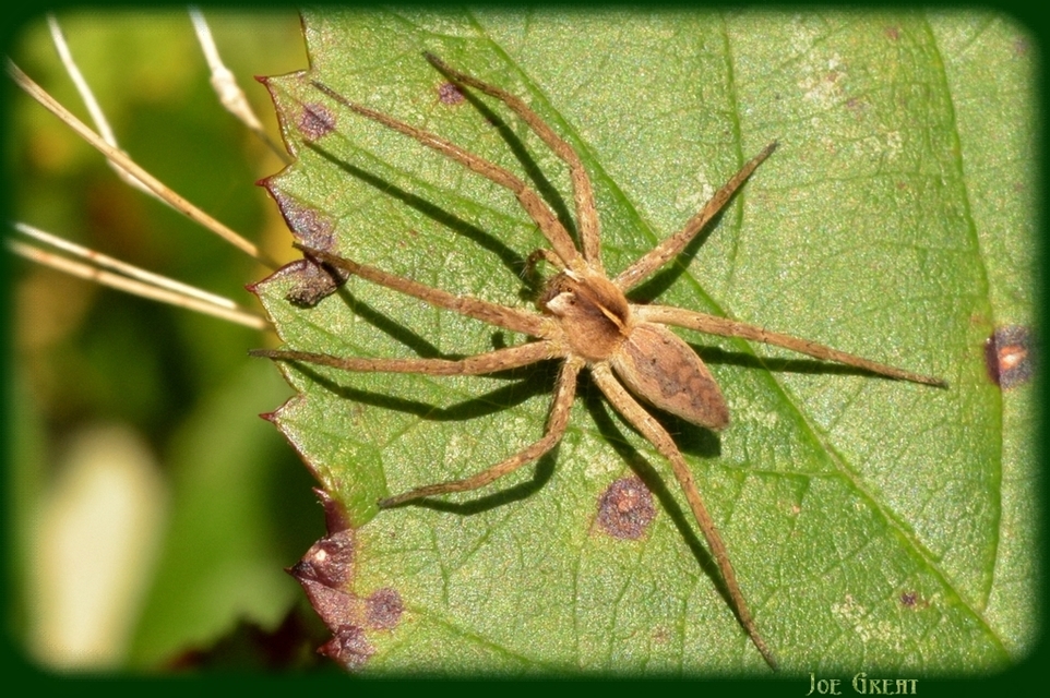 Pisaura mirabilis - csodáspók