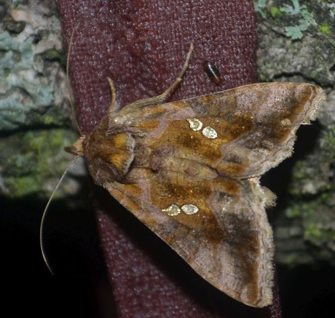 Chrysodeixis chalcites - déli aranybagoly
