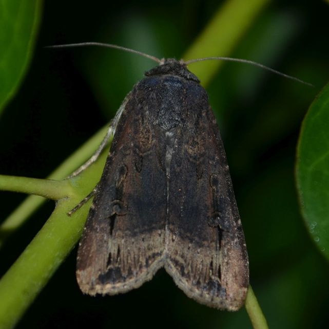 Agrotis ipsilon - nagy földibagoly
