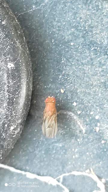 Drosophilidae - muslicafélék